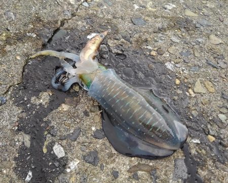 好調！越前デイエギング